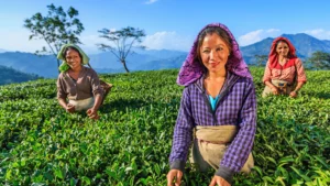Tea Plantation and Tribes