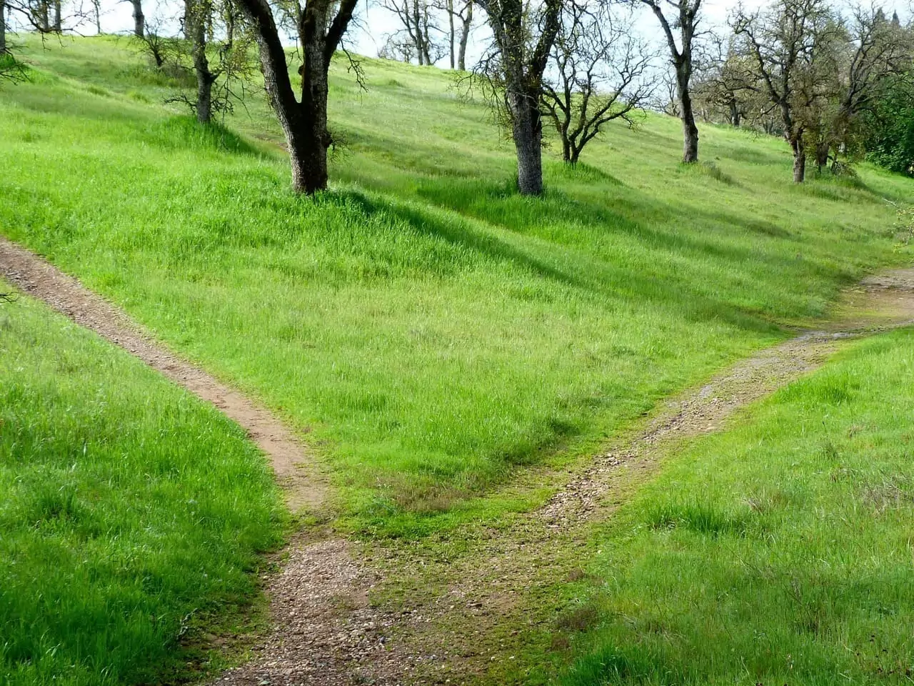 Desire line